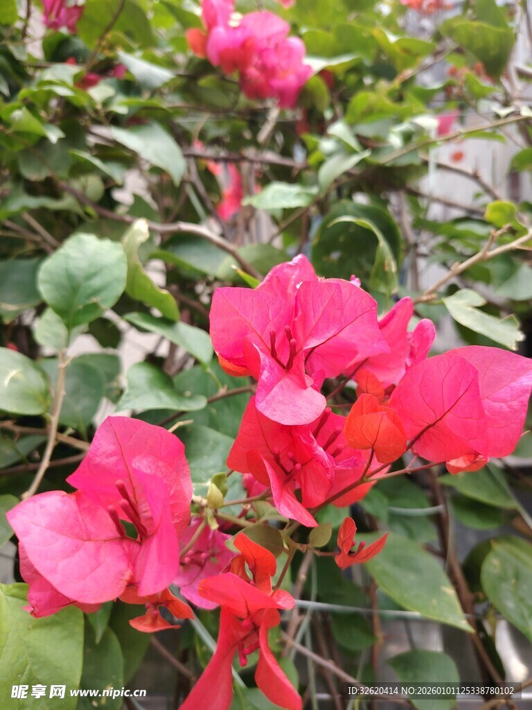 娇艳三角梅