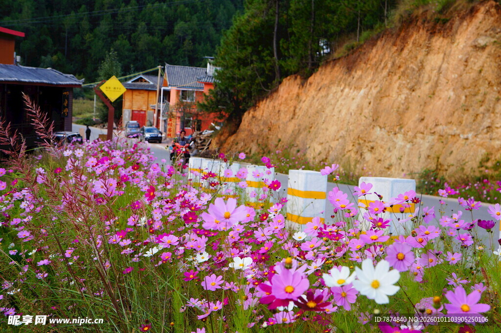 山间烂漫花海景色宜人
