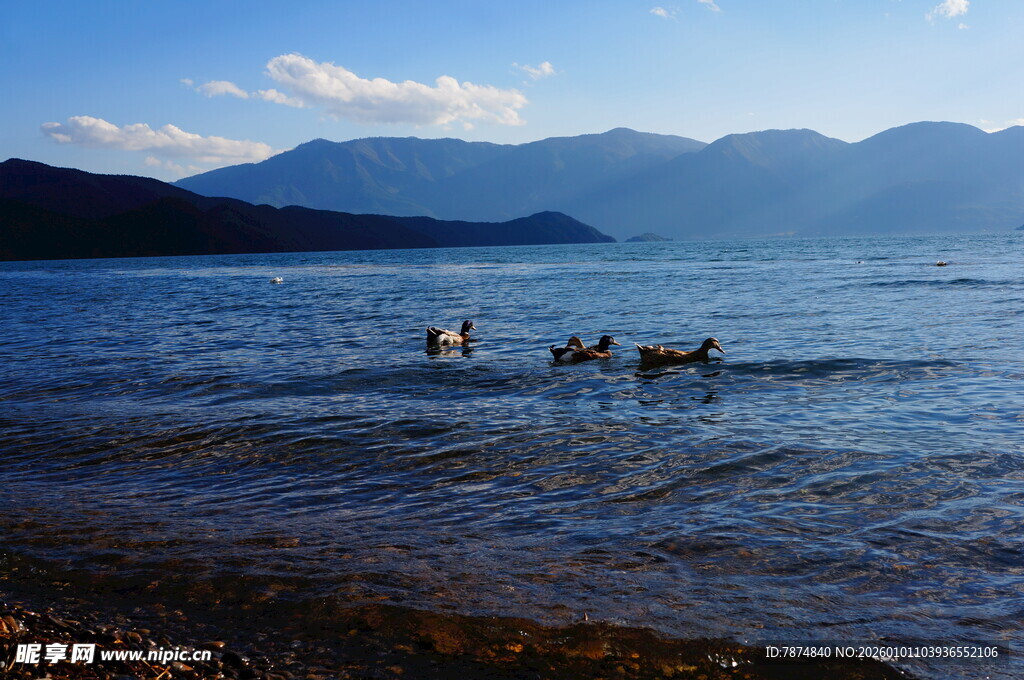 湖畔畅泳的人与狗