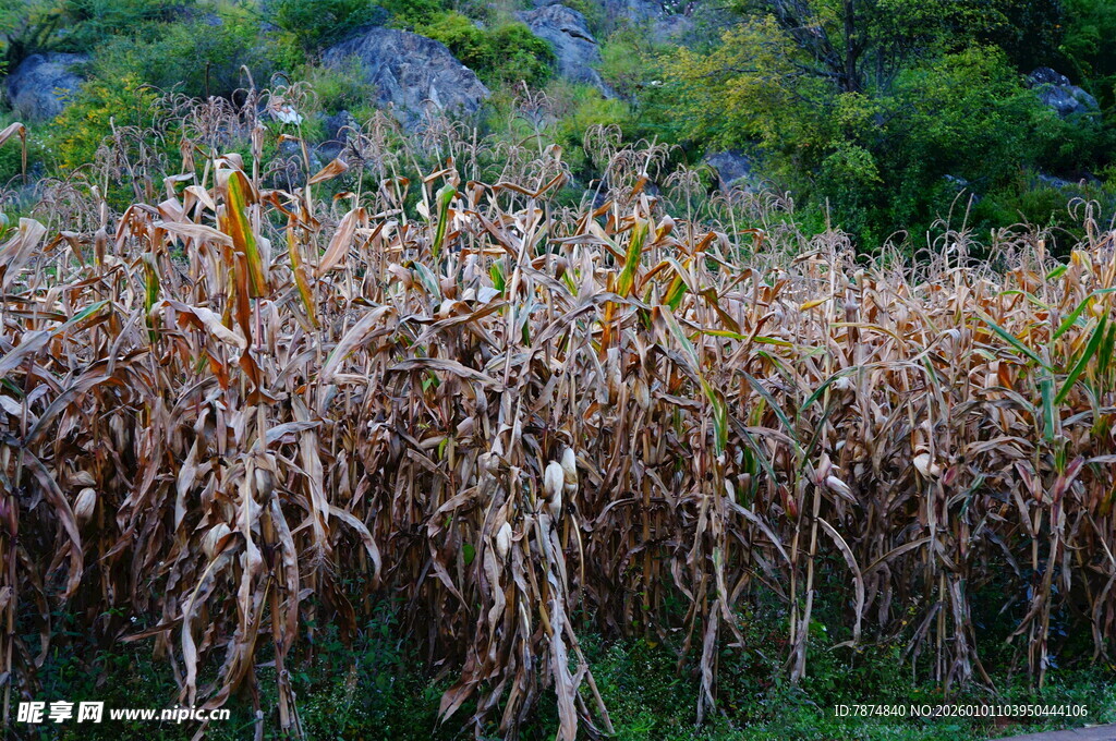 秋日成熟的金黄玉米田