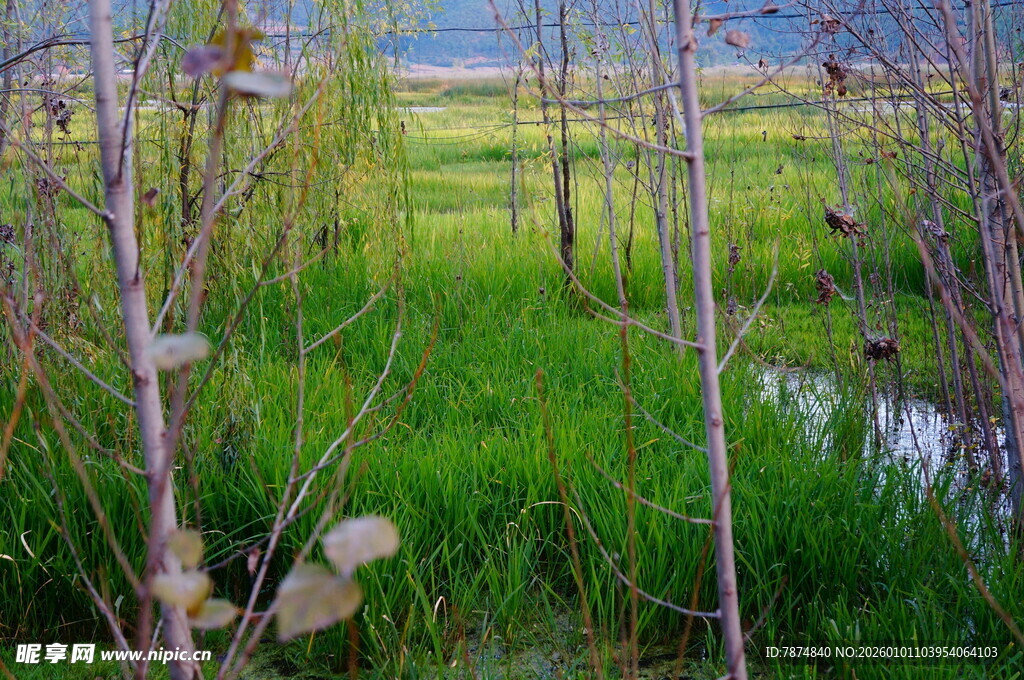 河畔绿意盎然的植物景观