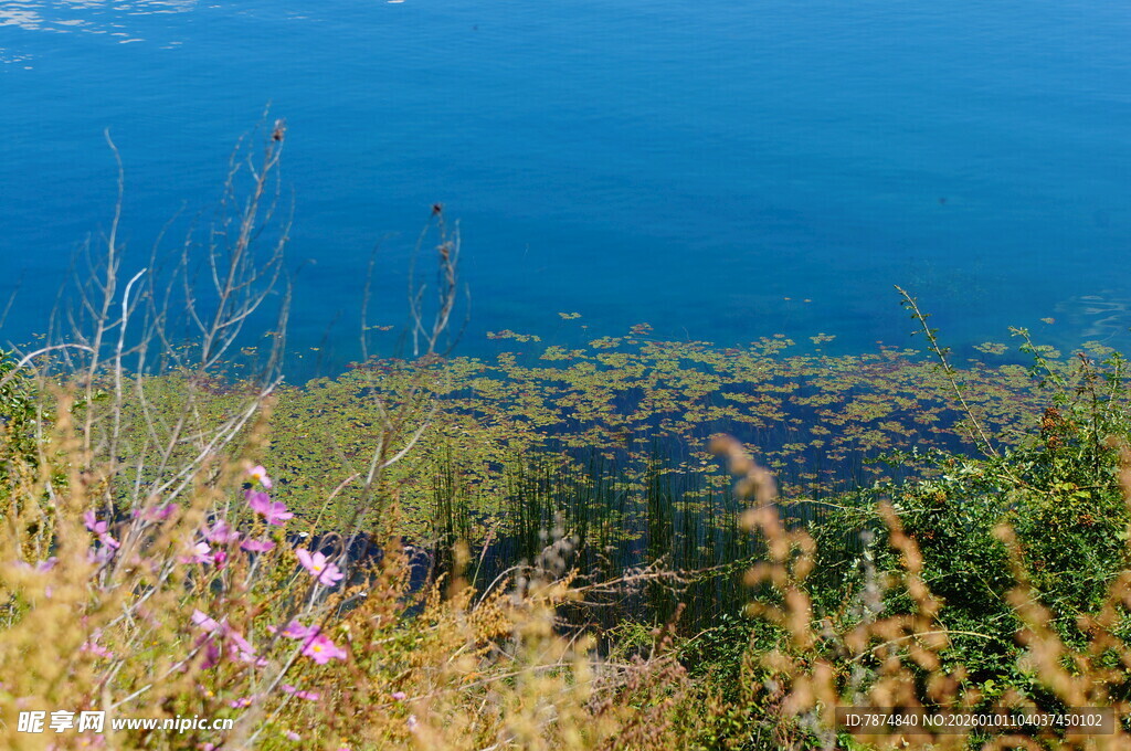 湖畔野花与碧蓝湖水