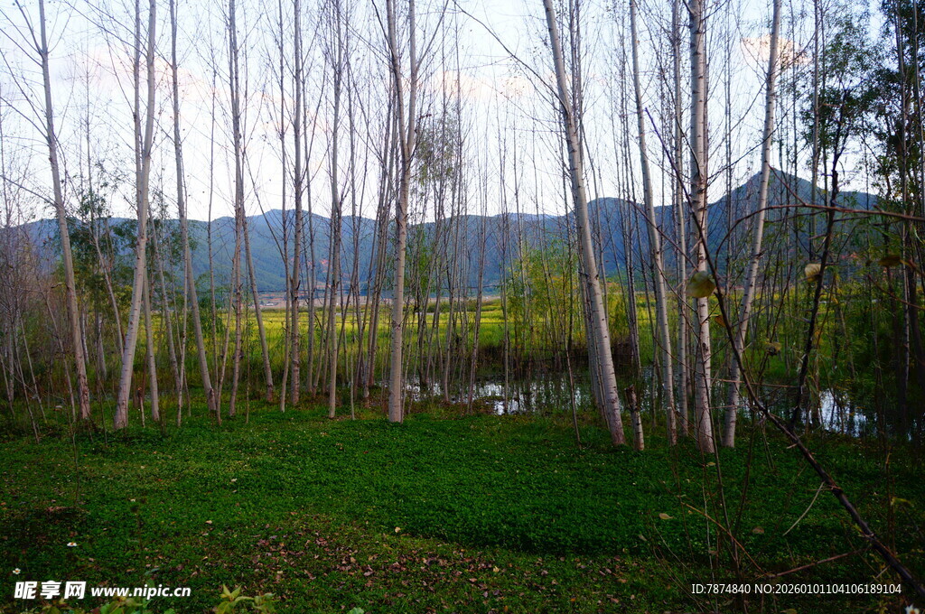 林间绿野 远山近景风光