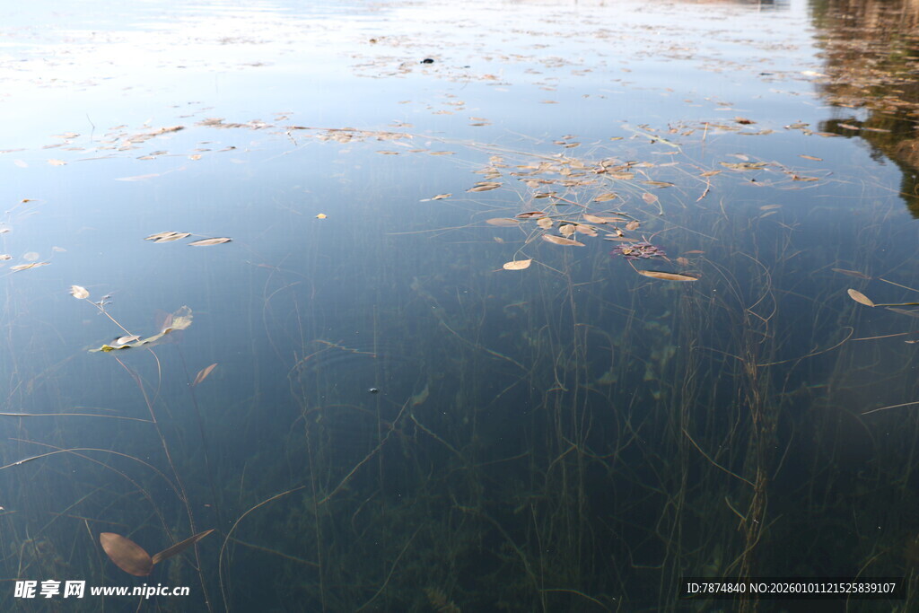 平静湖面漂浮着枯叶