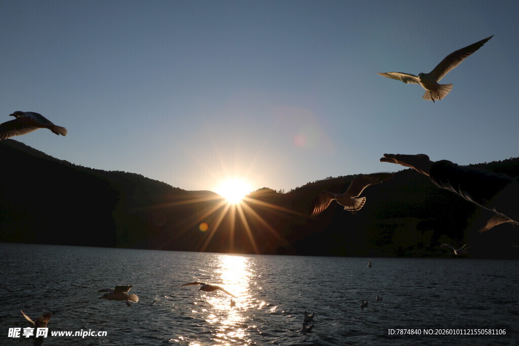 夕阳下飞鸟掠过波光湖面