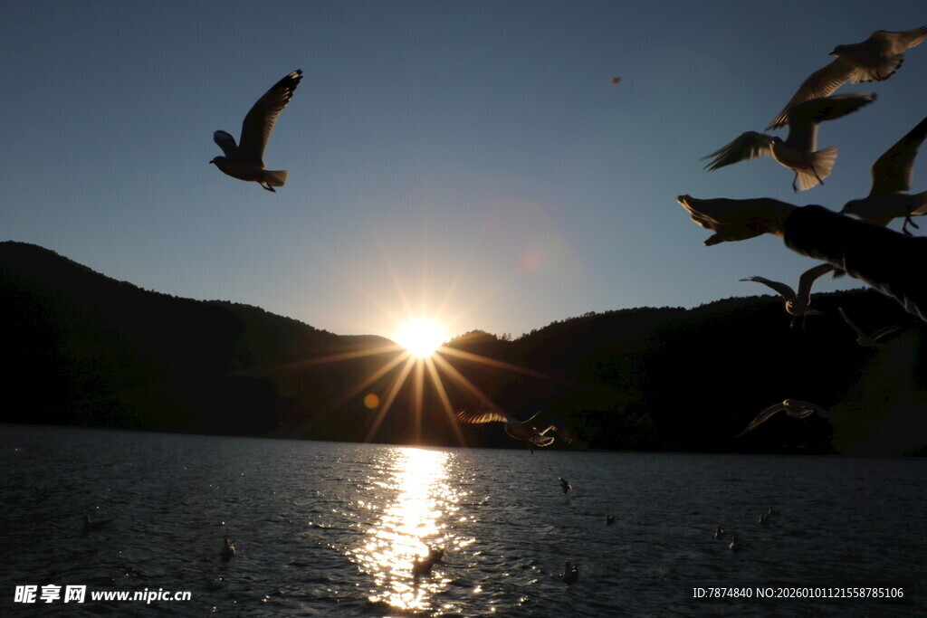夕阳下飞鸟掠过波光湖面