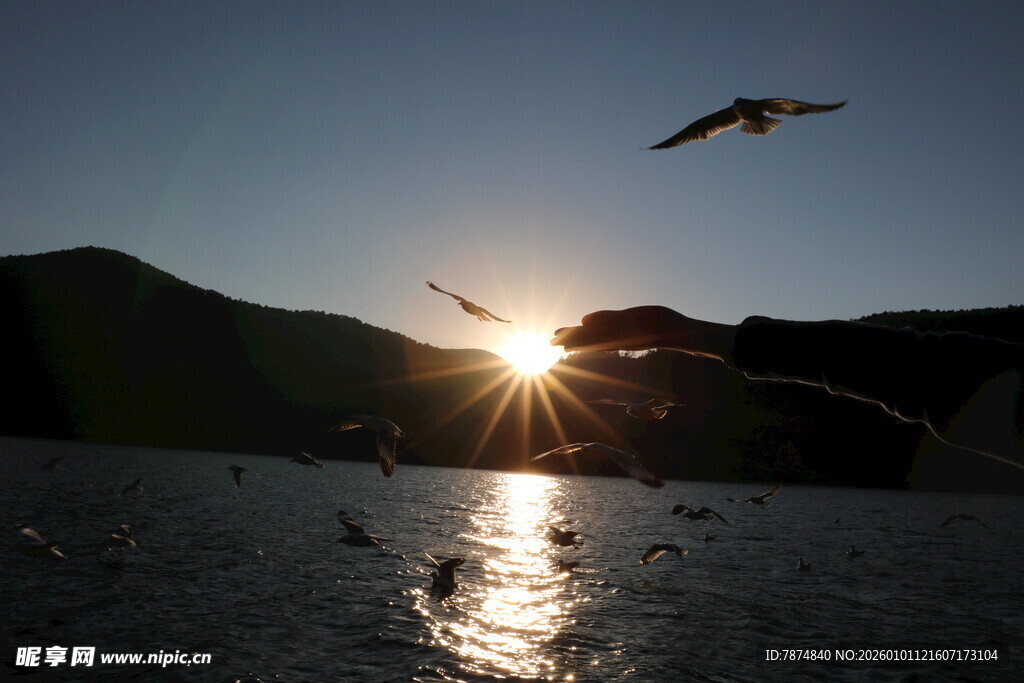 夕阳下飞鸟于湖面翱翔