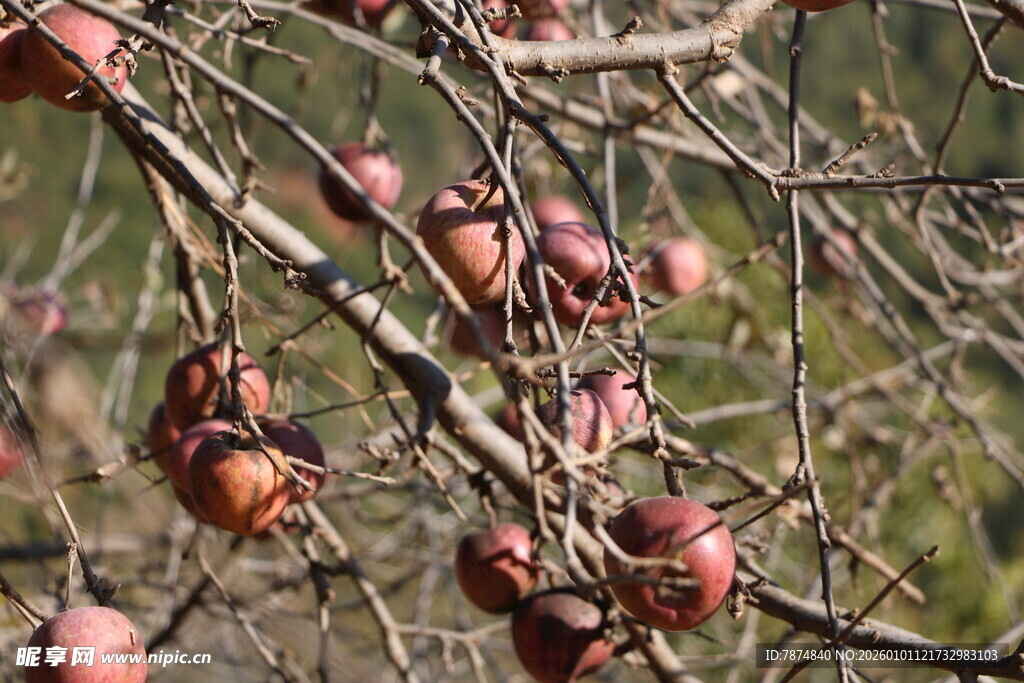 枝头红苹果 尽显秋日风情