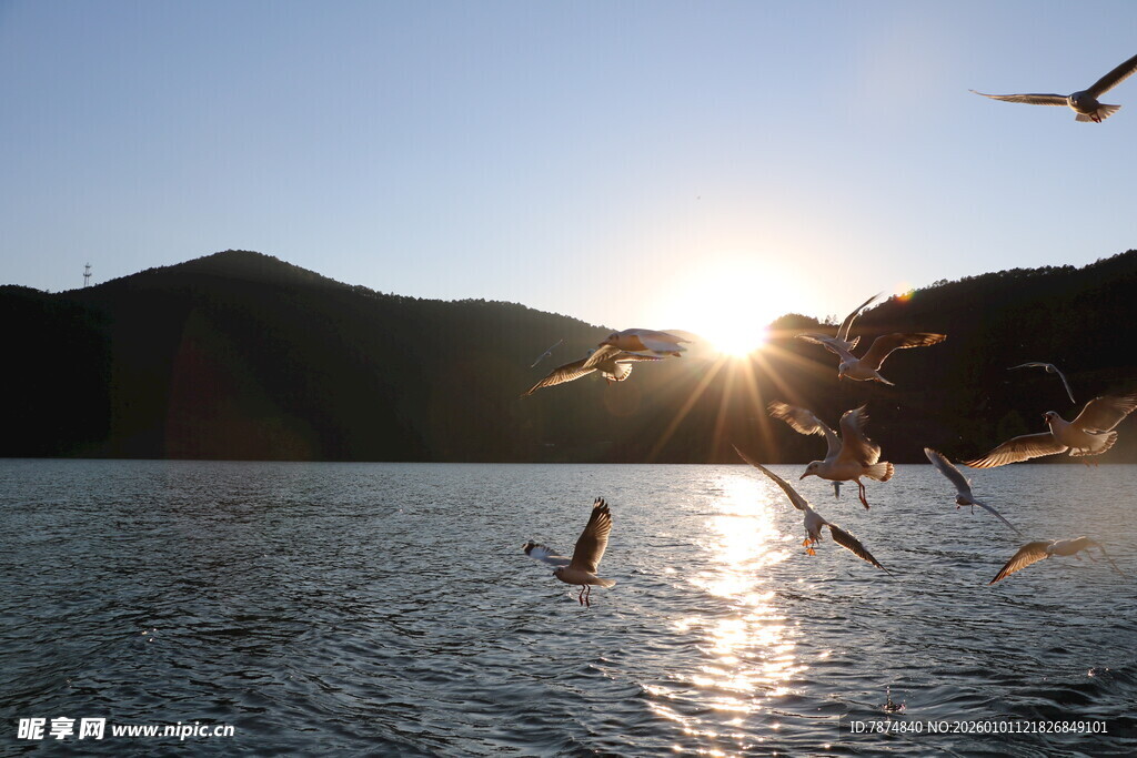 夕阳下飞鸟掠过平静湖面