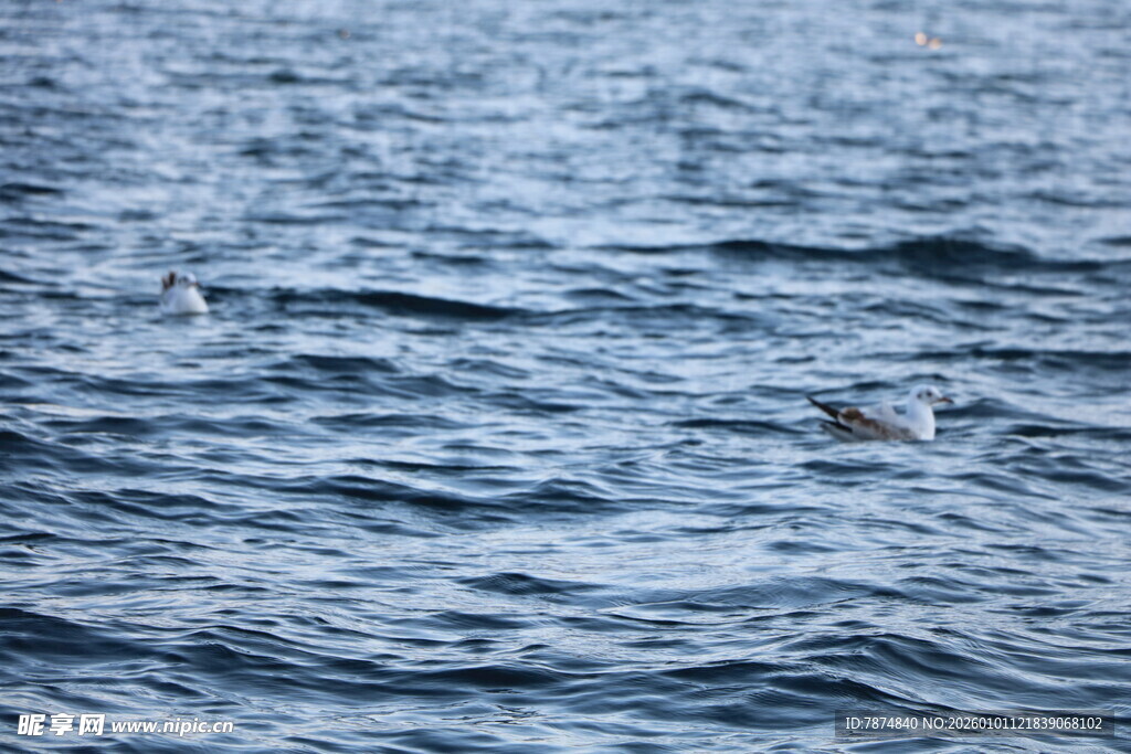 海面波纹与飞翔海鸟