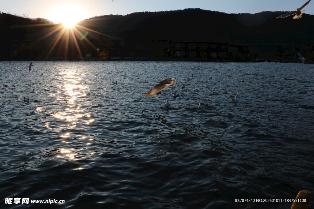 夕阳下湖面飞鸟美景