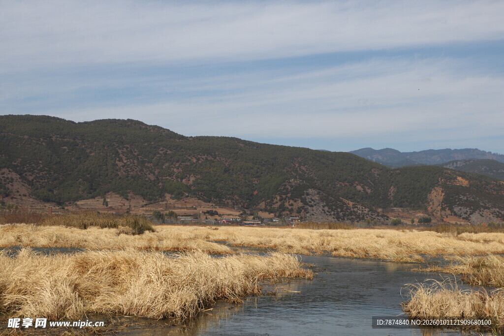 河畔金黄芦苇与远山景色