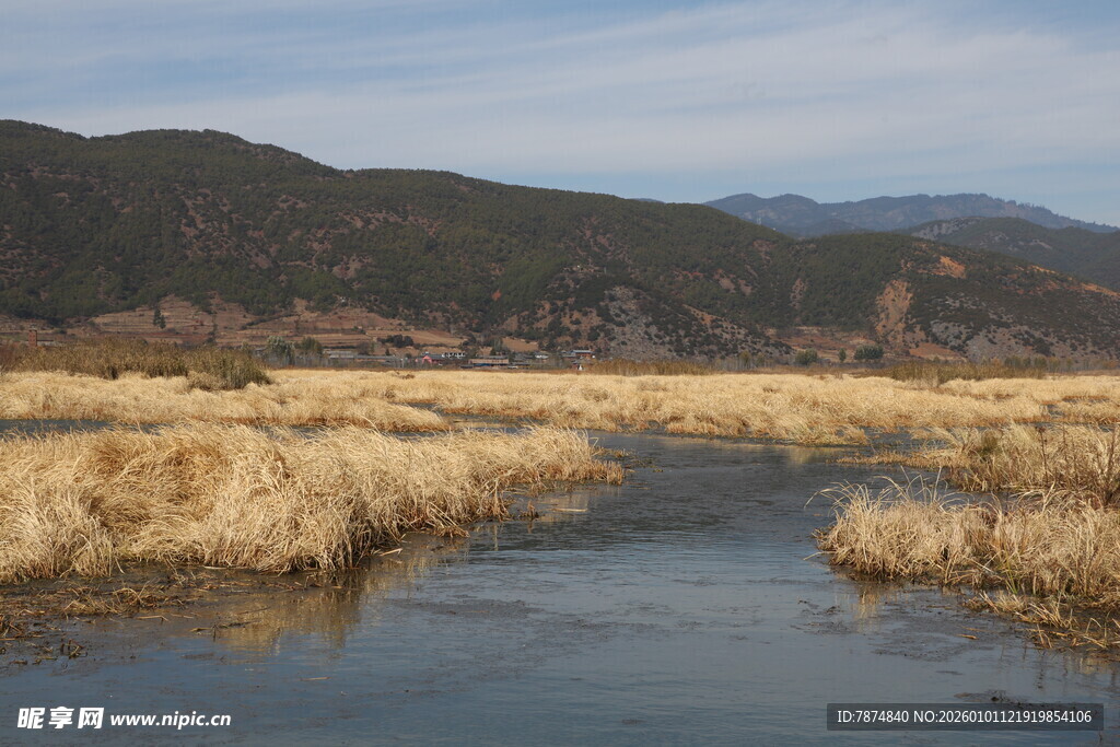 河畔金黄芦苇与远山美景