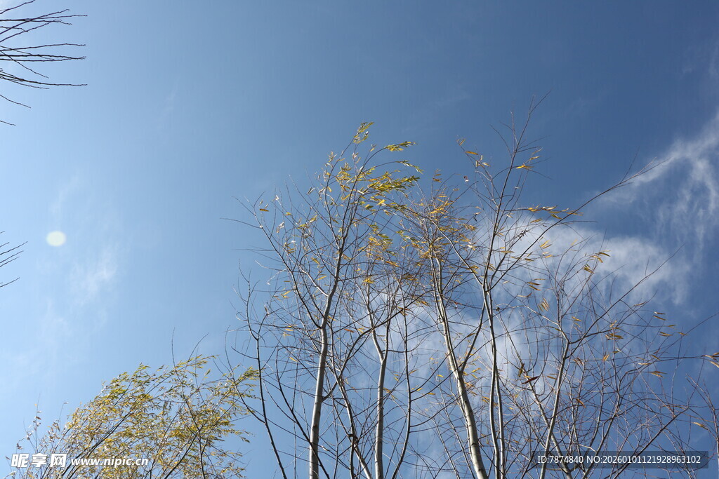 蓝天枯枝间的冬日景致