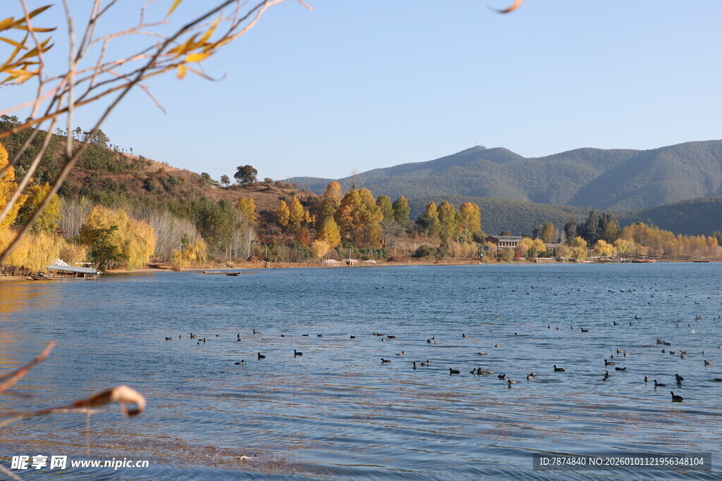 湖畔秋景 飞鸟游于碧波
