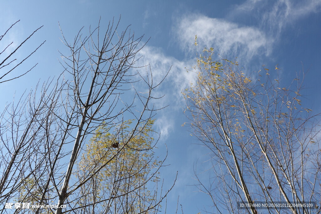蓝天枯枝间的一抹生机