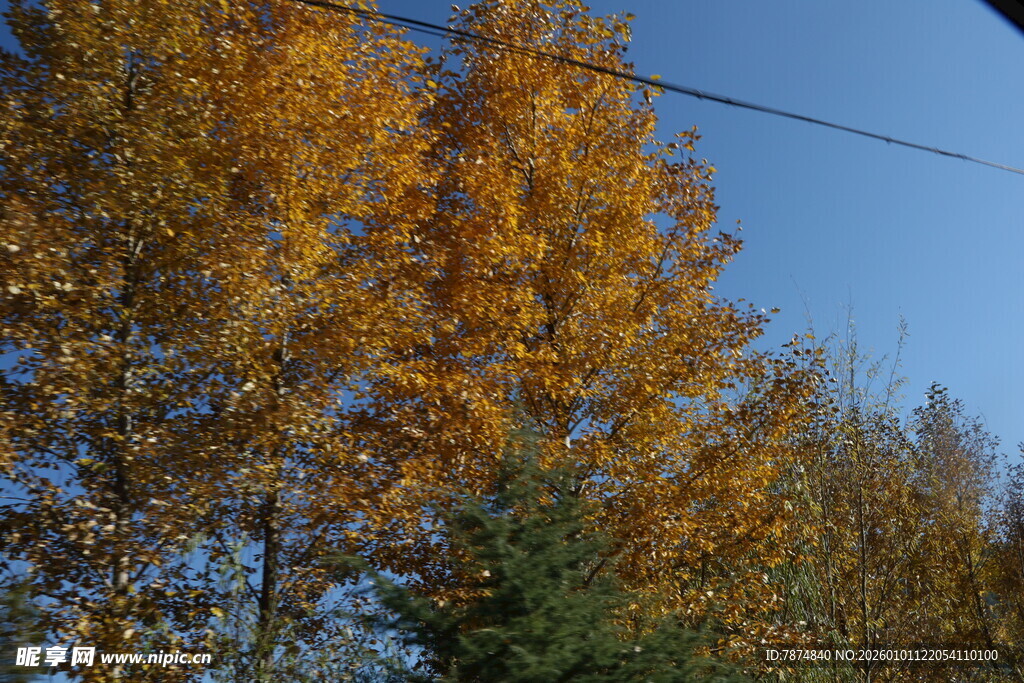 秋日金黄树木蓝天景象