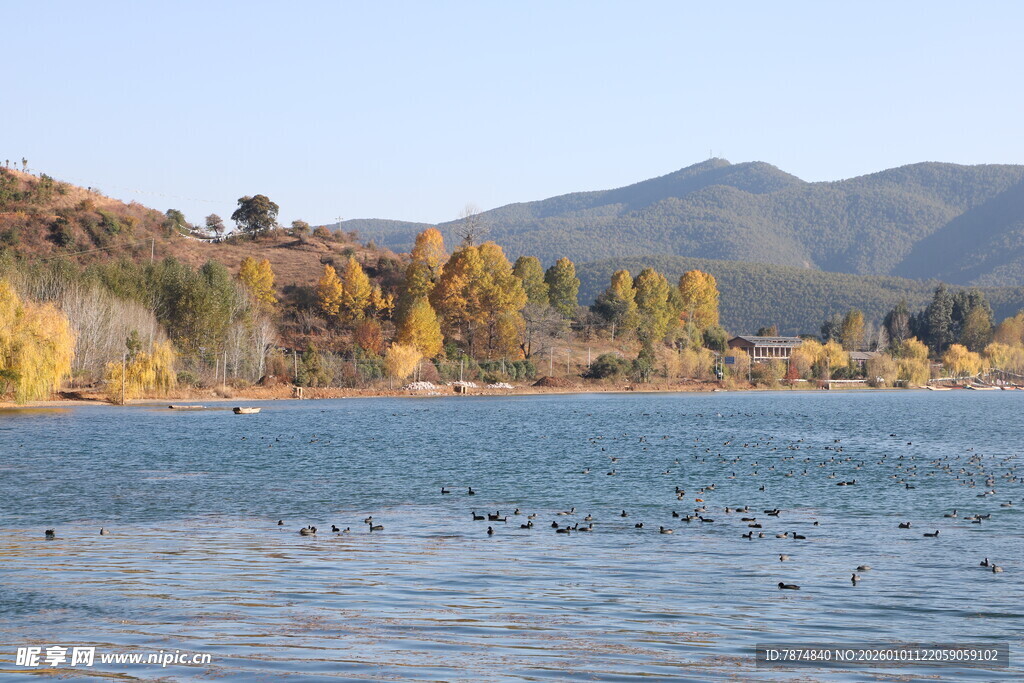 湖畔秋色 群鸟嬉戏于水面