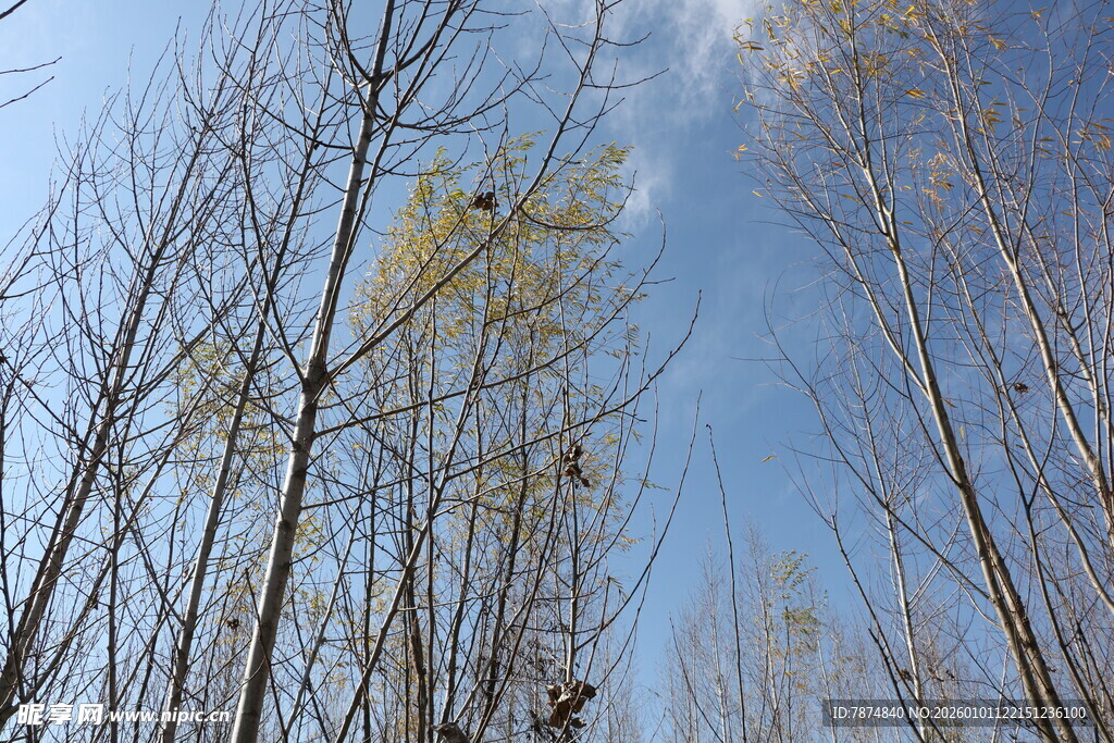 秋日枯树林 蓝天映枝丫