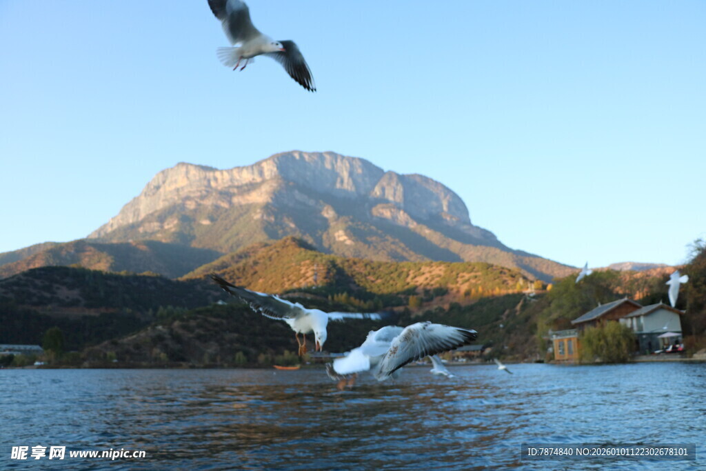 山水间展翅飞翔的海鸥