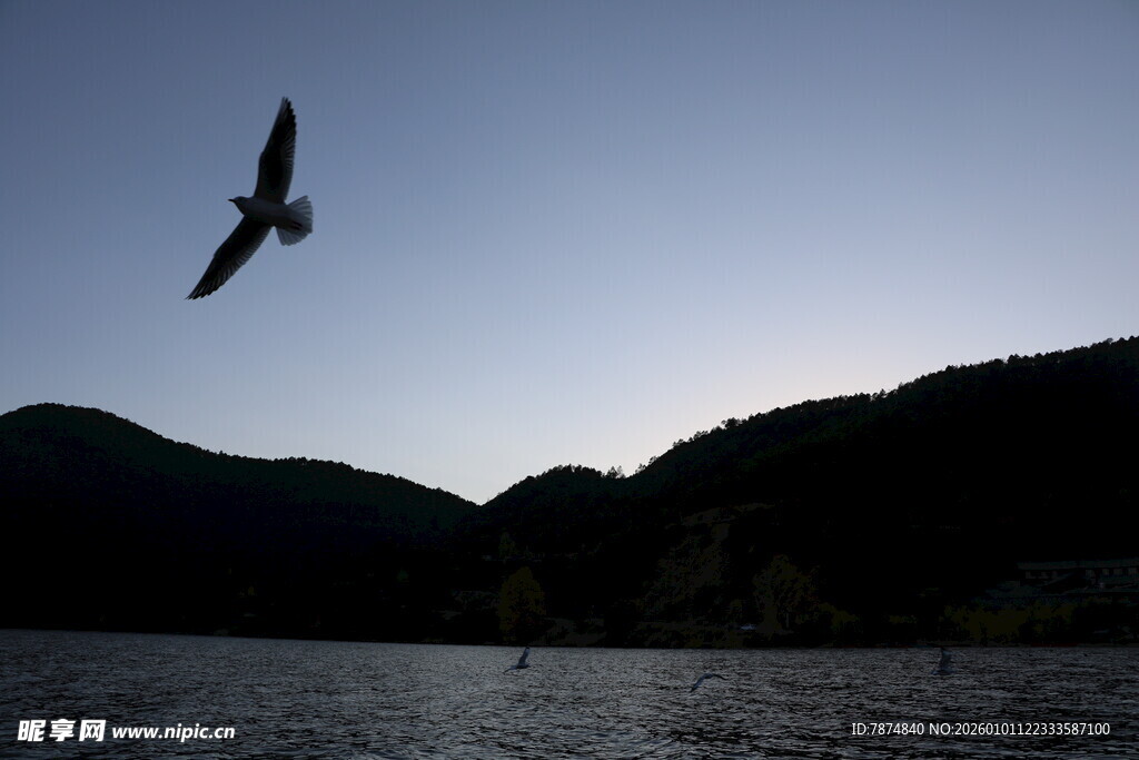 黄昏湖畔飞鸟剪影