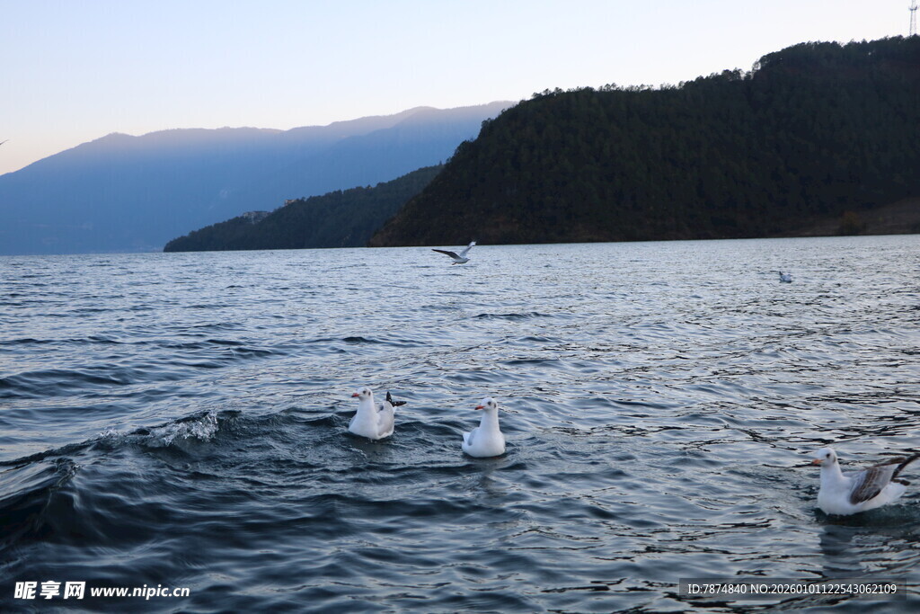 海上飞鸟伴山景