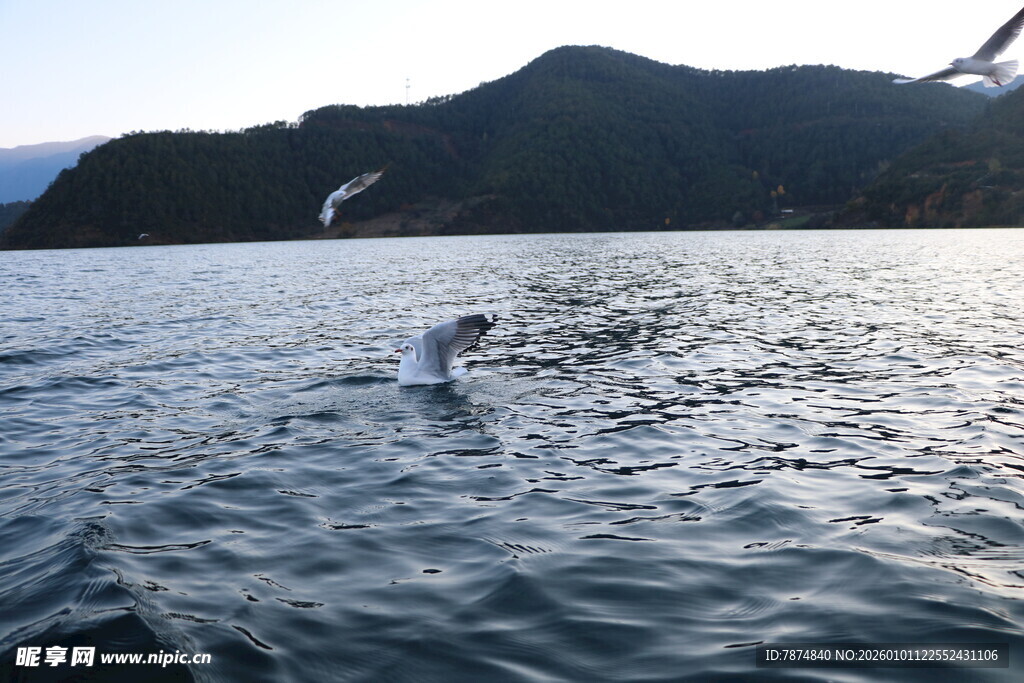 海上海豚伴飞鸟共舞