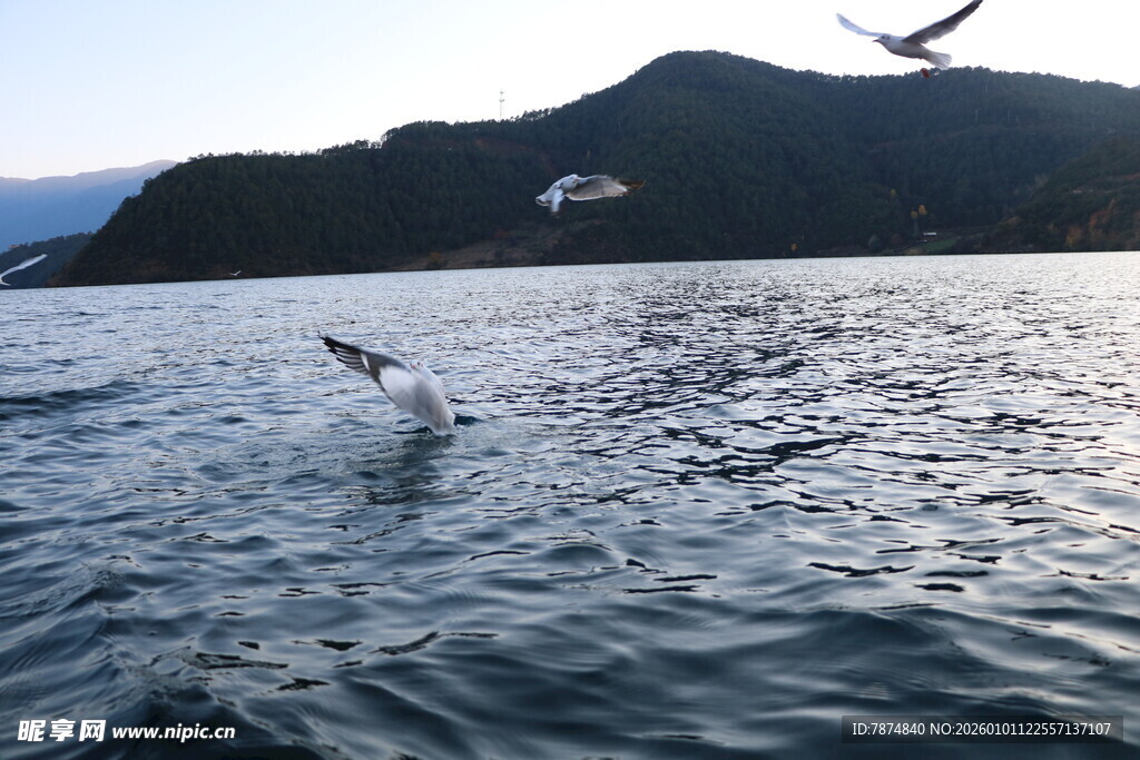 海上飞鸟跃于波光之上