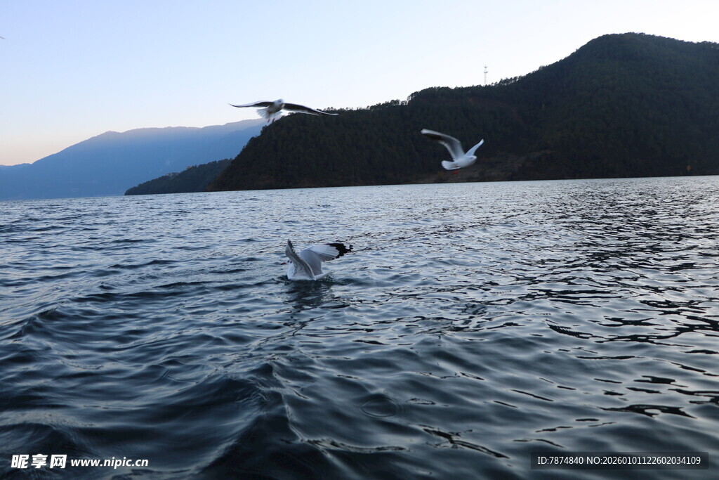 海上飞鸟与远山美景
