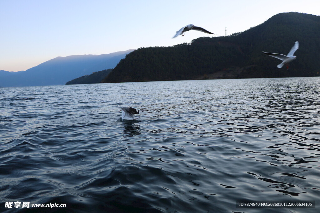 海上飞鸟与水中身影