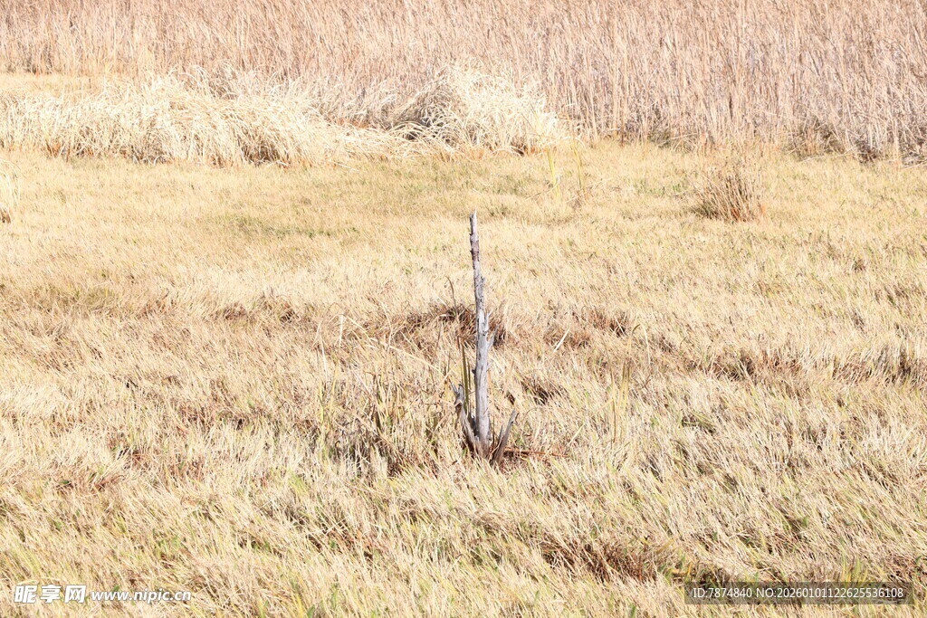荒野中的孤独小树