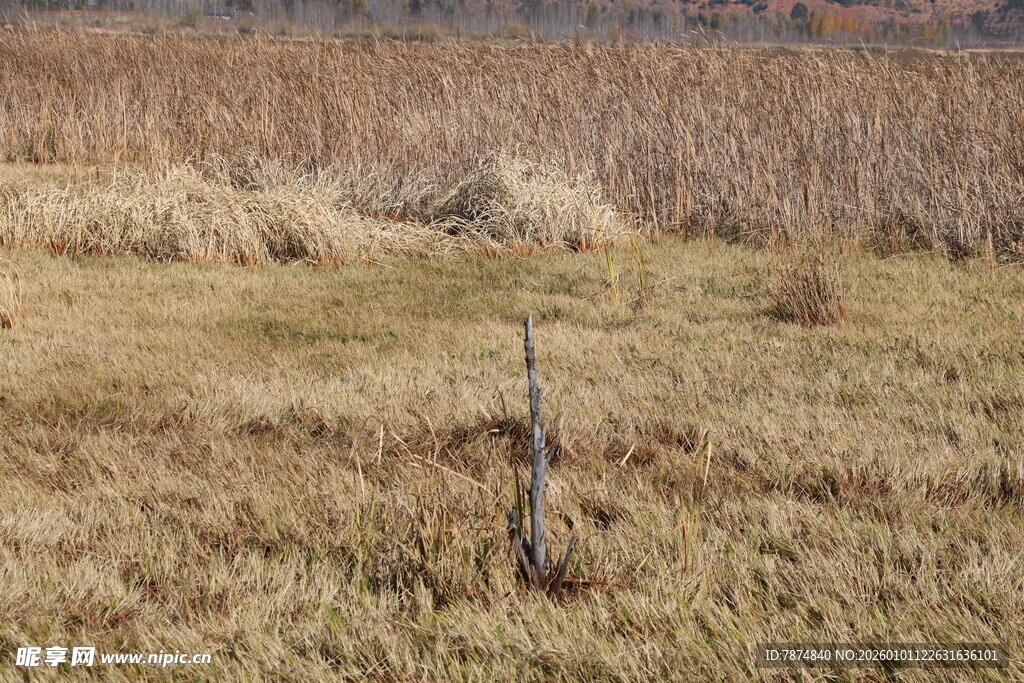田野中的孤独树木