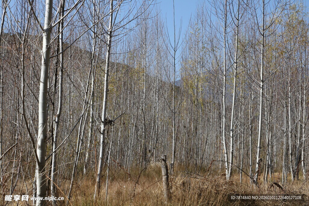 冬日枯树林景观