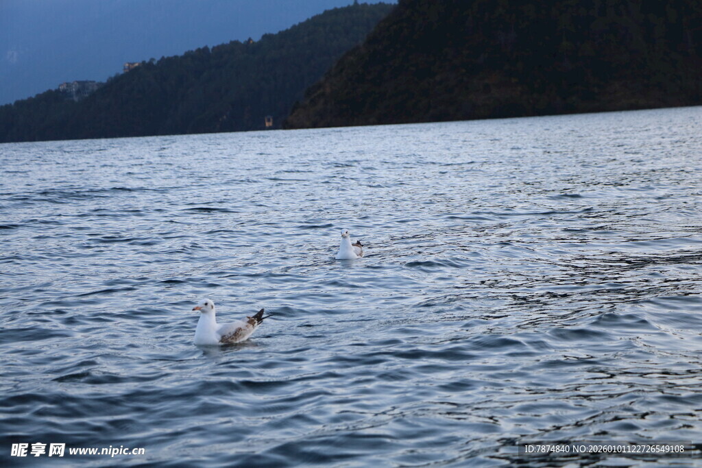 宁静湖面与飞翔的鸟儿
