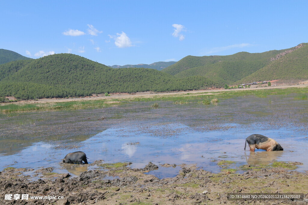 草原湿地中的动物景观
