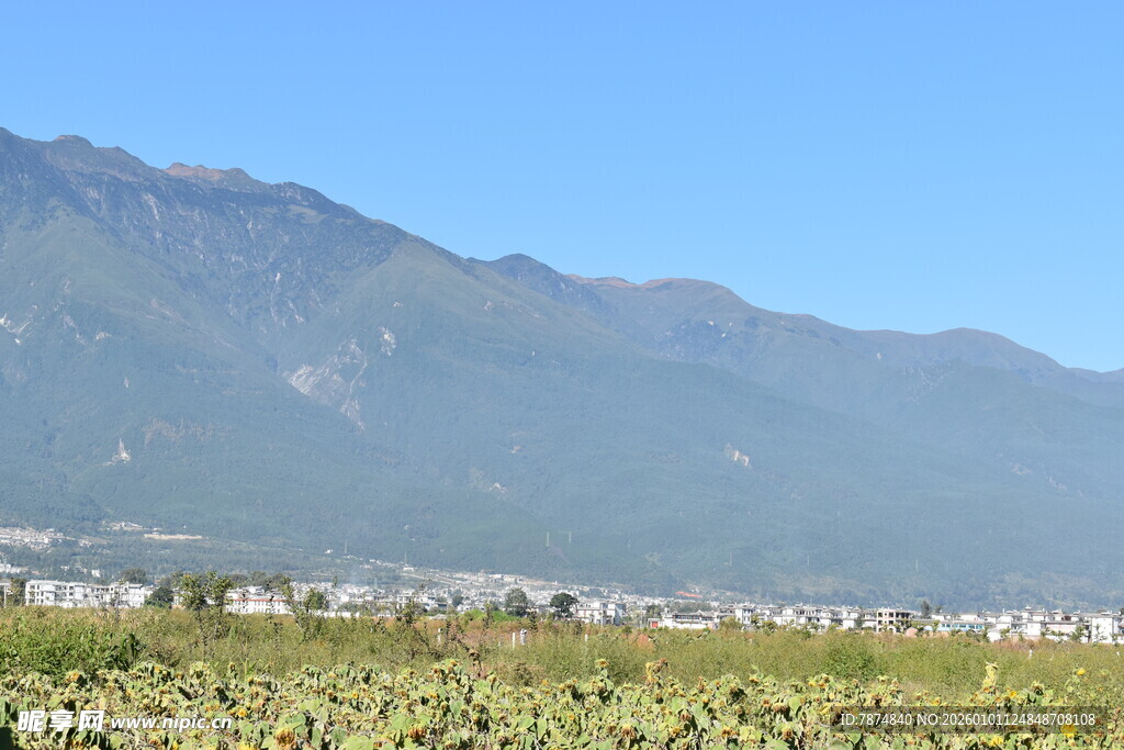 山间向日葵田 蓝天美景