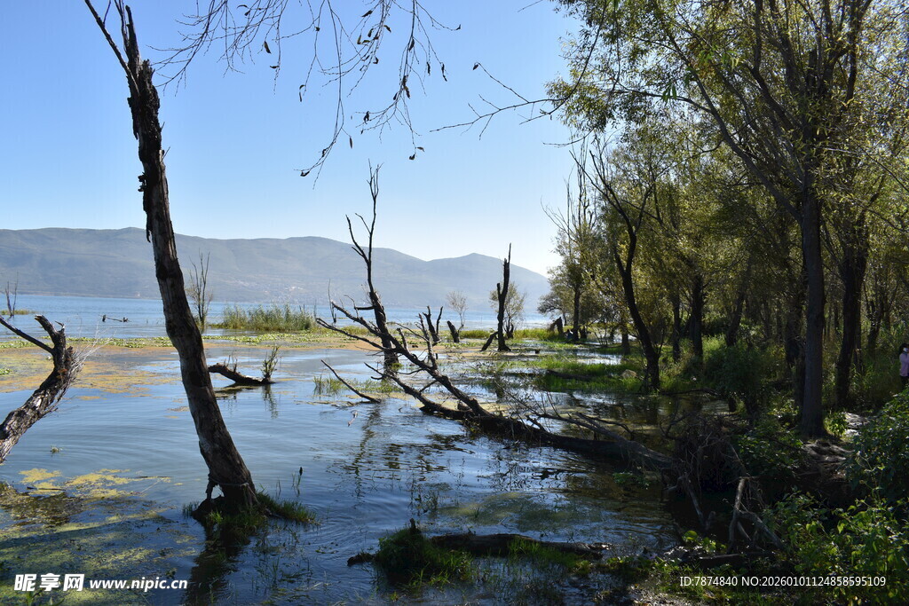 湖畔枯木与葱郁树木景观
