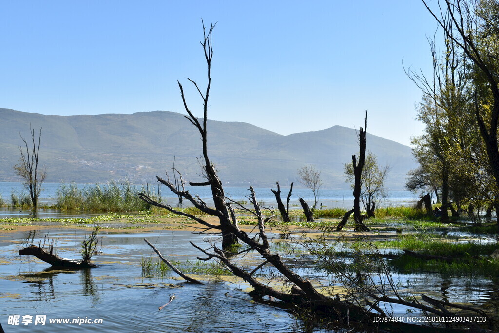 湖畔枯木 自然静谧之景