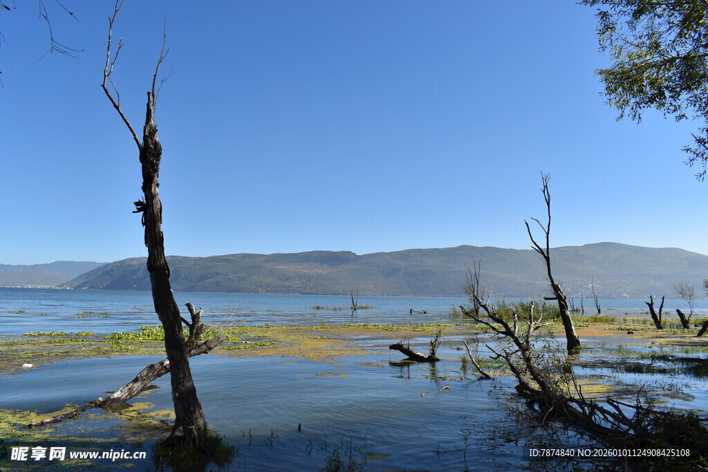 湖畔枯木与静谧水域景观