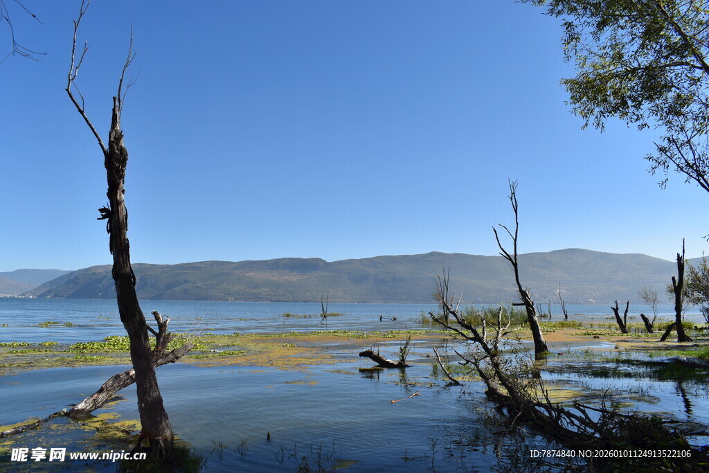 湖畔枯树与蓝天碧水之景