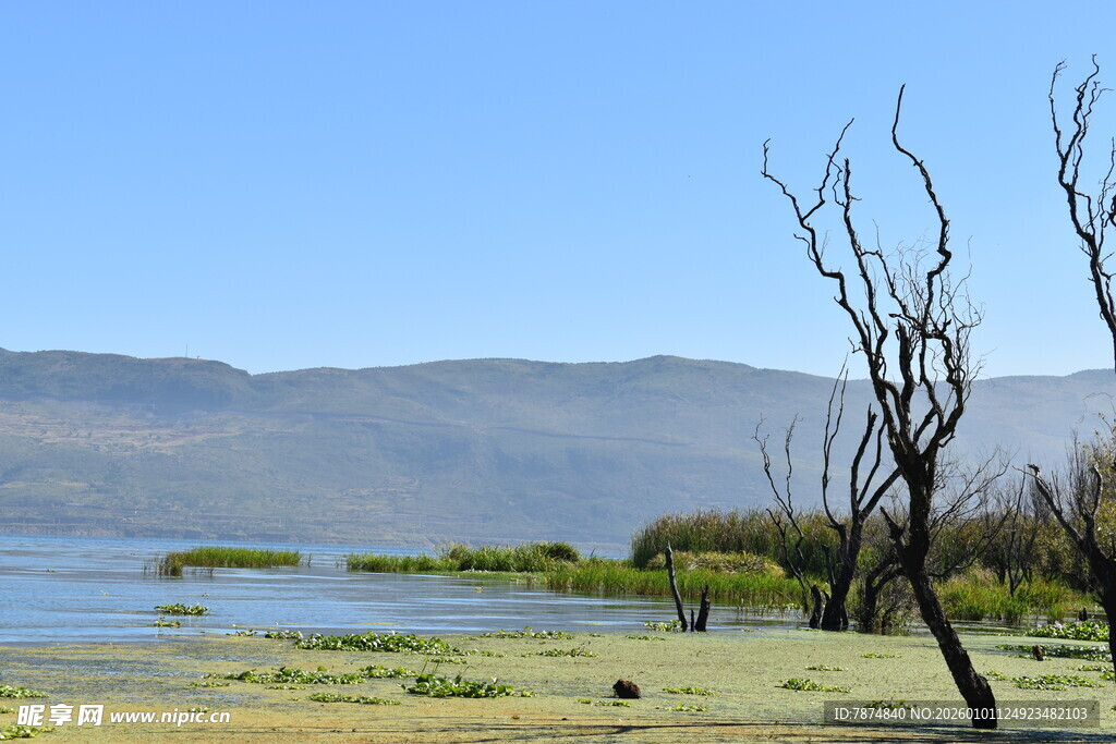 湖畔枯树与远山风景