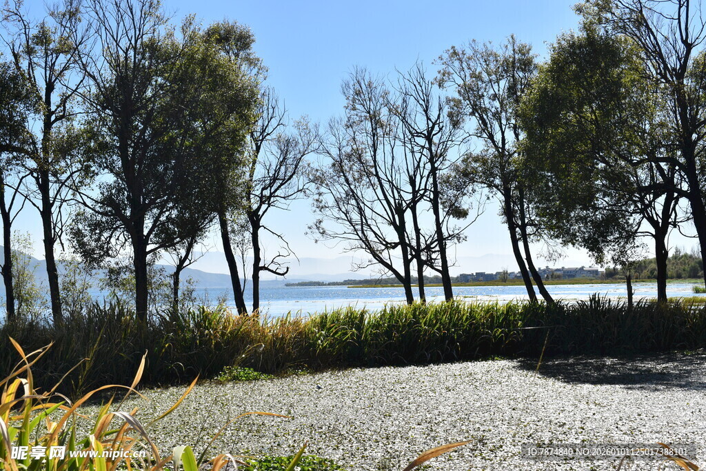 湖畔林荫碎石路风景