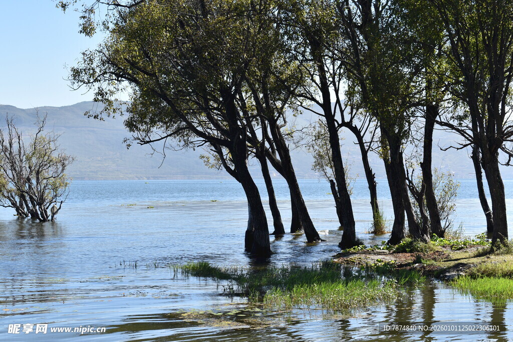 水畔树木景观