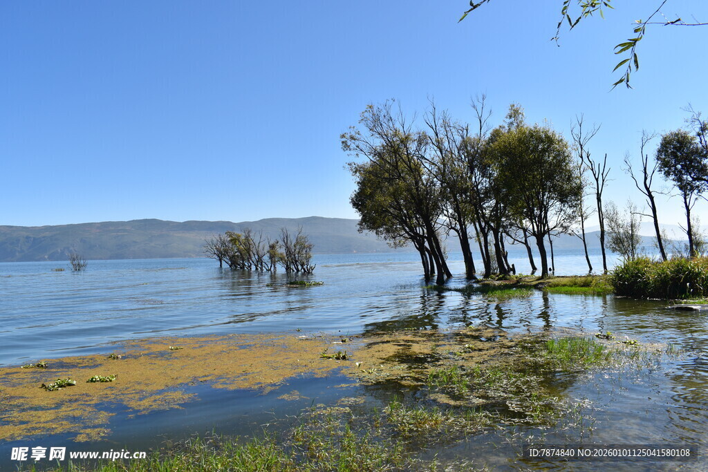 湖畔水泽树木风景图