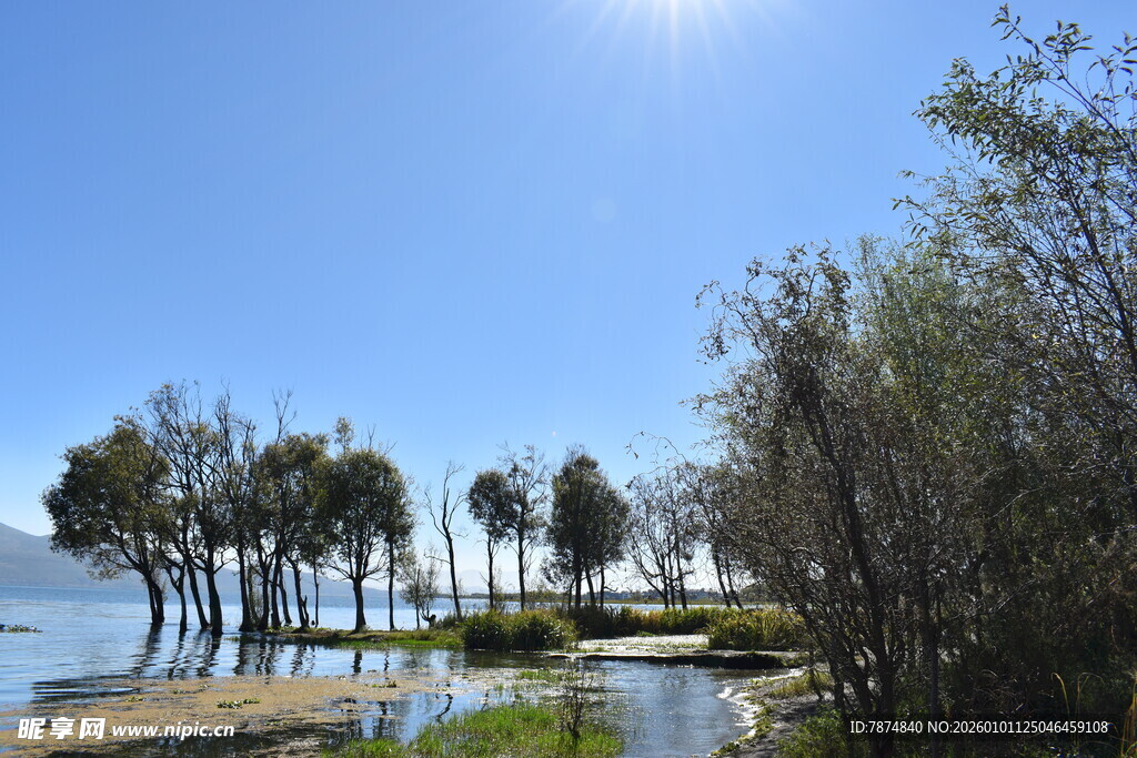 湖畔树木与晴朗蓝天景色
