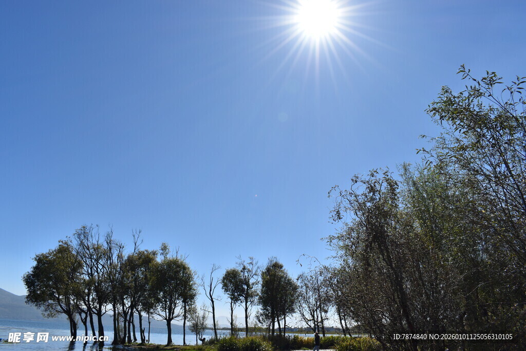 阳光下的水边树木景观