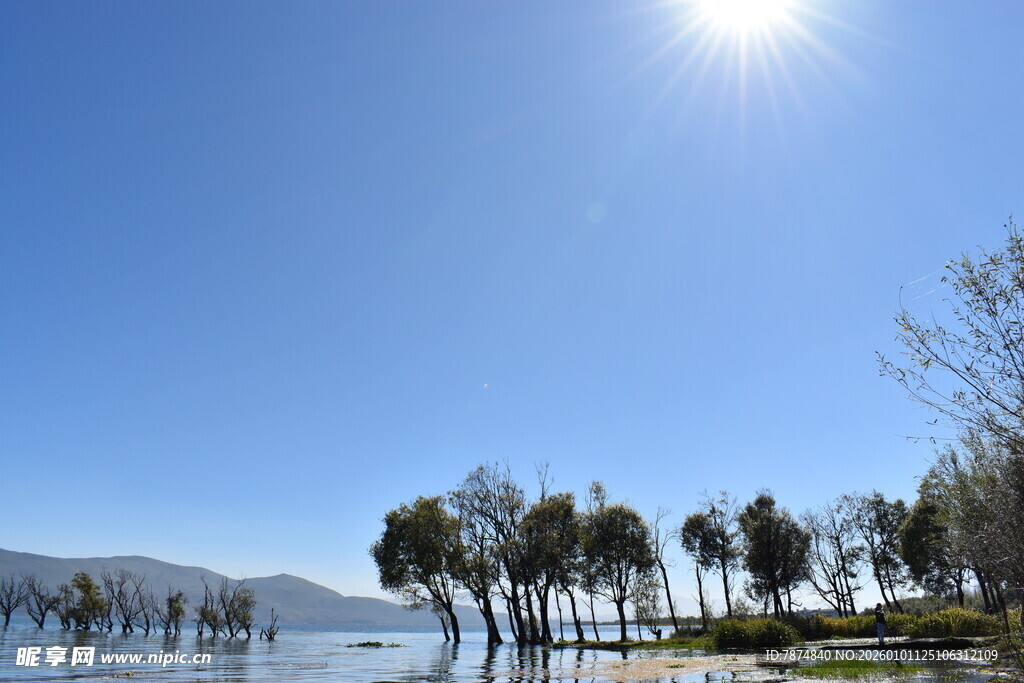 湖畔阳光树景 自然之美