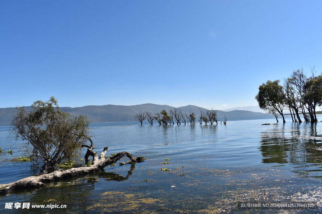 湖畔枯树与水中倒影景观