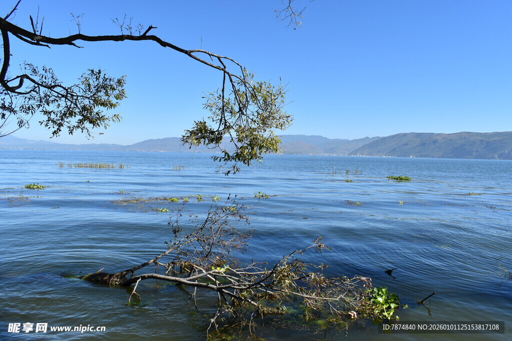 湖畔树枝垂于碧水之上