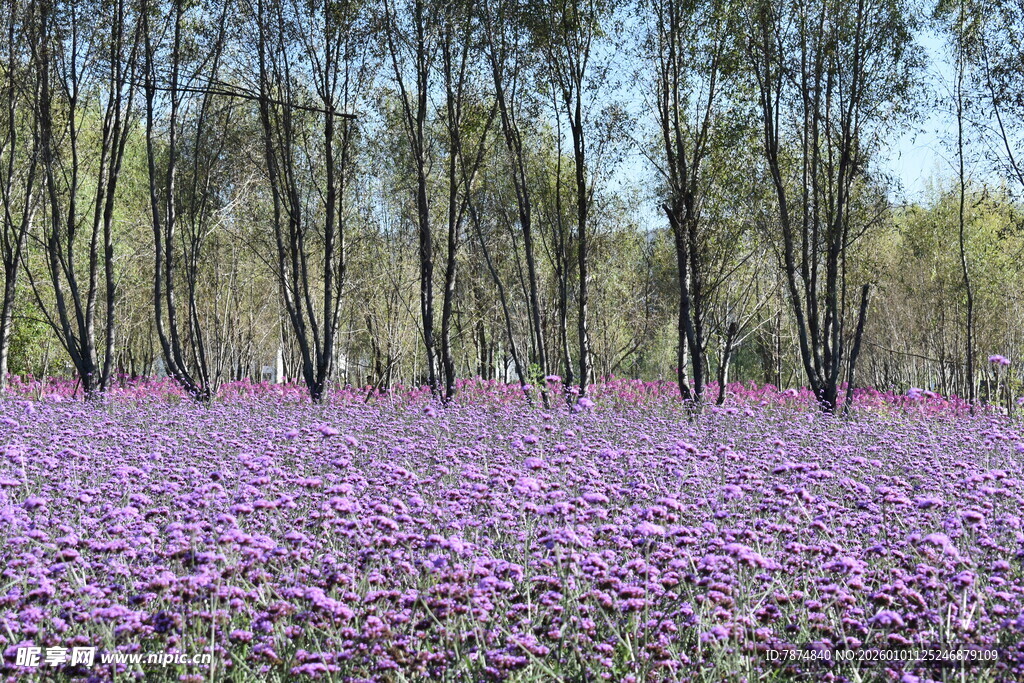 紫色花海与林间美景
